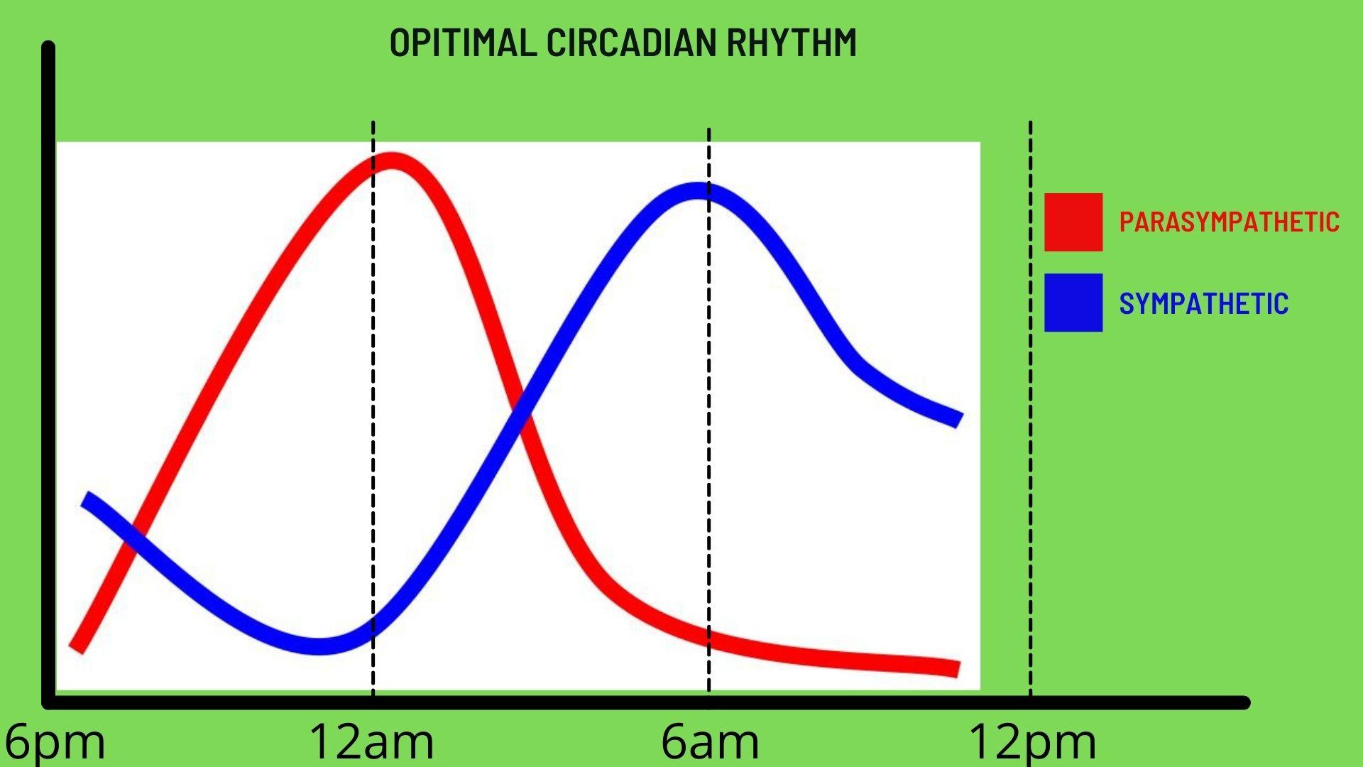 optimal circadian rhythm hormones
